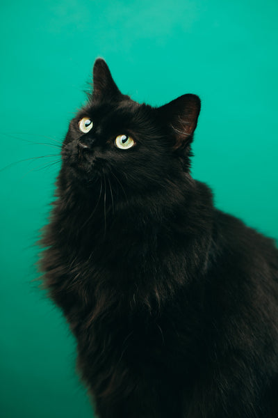 Open Studio: Pet Portrait Mini Session