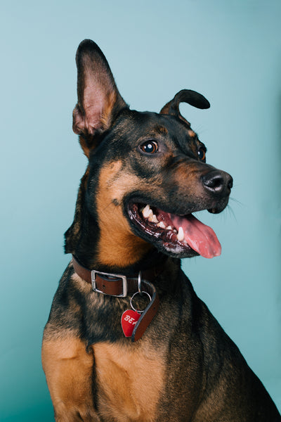 Open Studio: Pet Portrait Mini Session