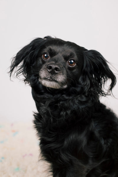 Open Studio: Pet Portrait Mini Session