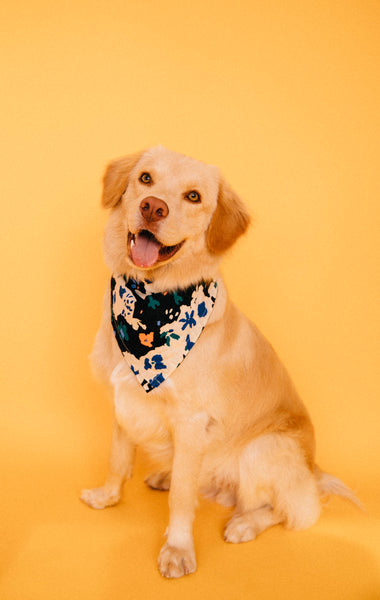 Open Studio: Pet Portrait Mini Session