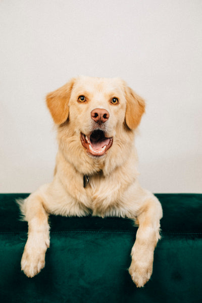 Open Studio: Pet Portrait Mini Session
