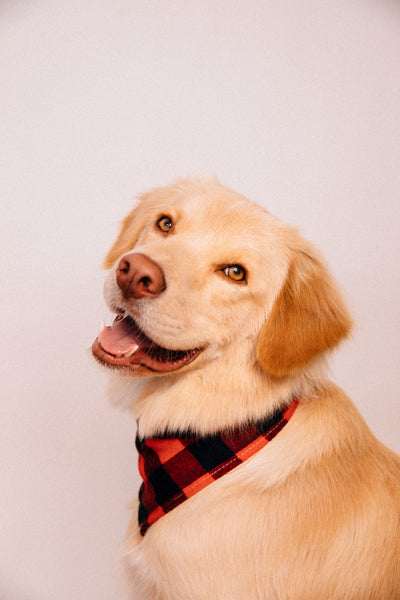 Open Studio: Pet Portrait Mini Session