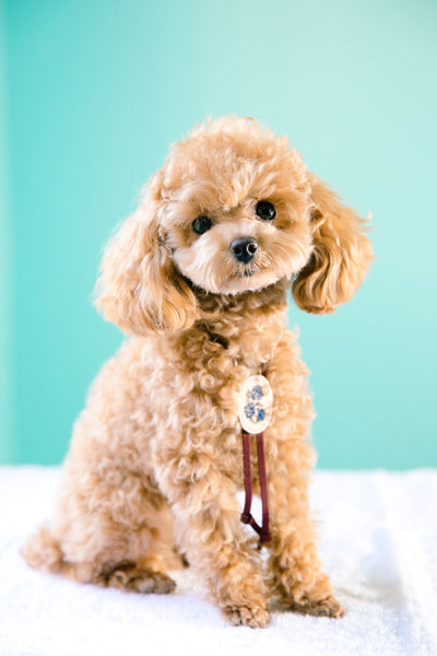 Open Studio: Pet Portrait Mini Session