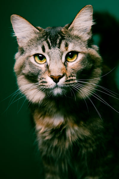 Open Studio: Pet Portrait Mini Session