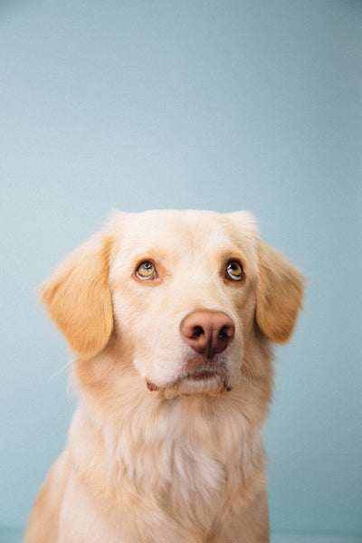 Open Studio: Pet Portrait Mini Session