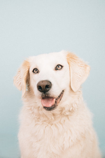 Open Studio: Pet Portrait Mini Session