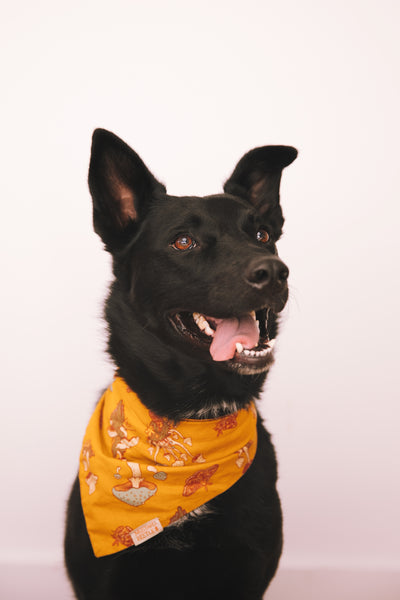 Open Studio: Pet Portrait Mini Session