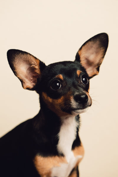 Open Studio: Pet Portrait Mini Session