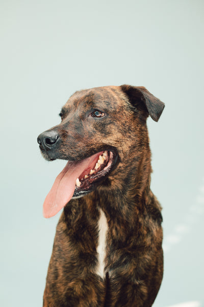 Open Studio: Pet Portrait Mini Session