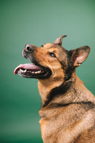 Open Studio: Pet Portrait Mini Session
