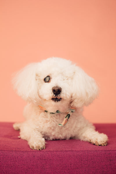 Open Studio: Pet Portrait Mini Session