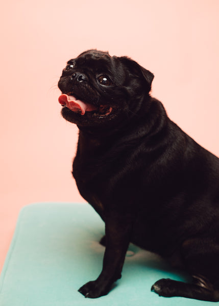 Open Studio: Pet Portrait Mini Session