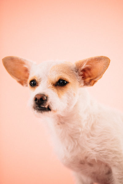 Open Studio: Pet Portrait Mini Session