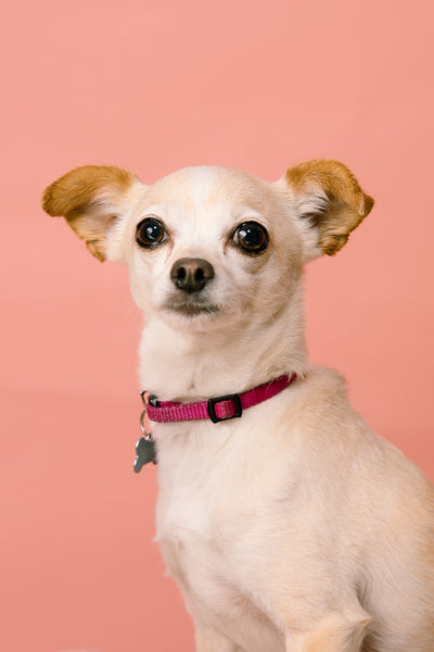 Open Studio: Pet Portrait Mini Session
