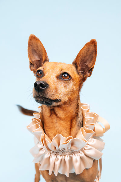 Open Studio: Pet Portrait Mini Session