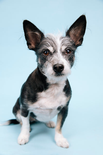 Open Studio: Pet Portrait Mini Session