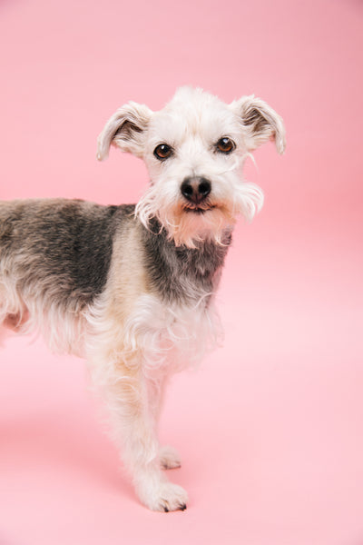 Open Studio: Pet Portrait Mini Session