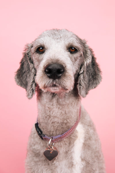 Open Studio: Pet Portrait Mini Session