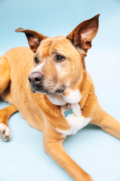 Open Studio: Pet Portrait Mini Session