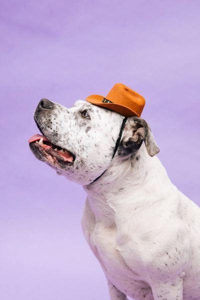 Open Studio: Pet Portrait Mini Session