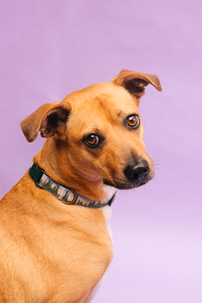 Open Studio: Pet Portrait Mini Session