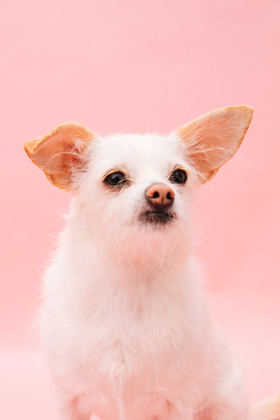 Open Studio: Pet Portrait Mini Session