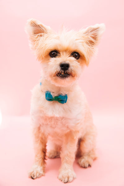 Open Studio: Pet Portrait Mini Session