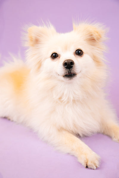 Open Studio: Pet Portrait Mini Session