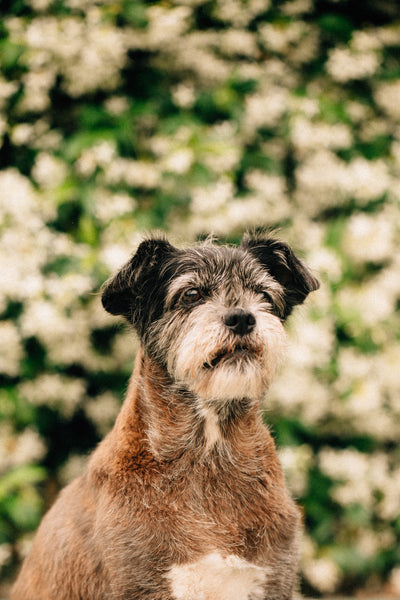 Pet Portrait Session