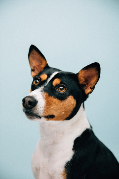 Pet Portrait Session